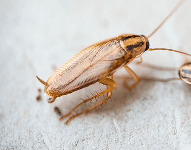 german-cockroach